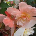 Begonia odorata fleur